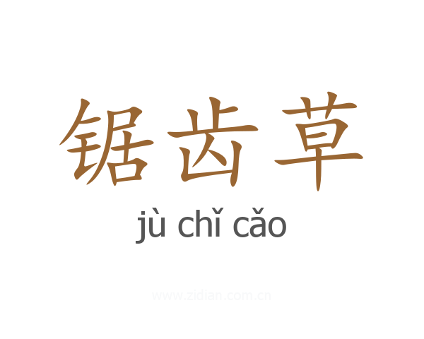 锯齿草