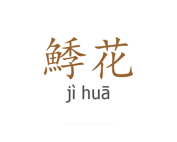 鯚花