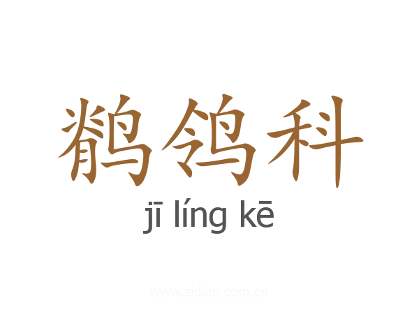 鹡鸰科