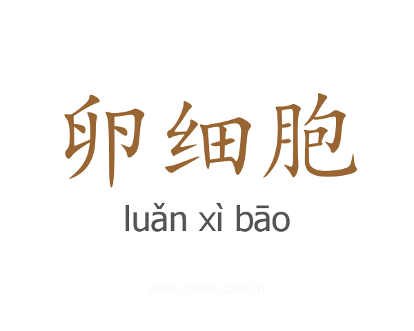 卵细胞