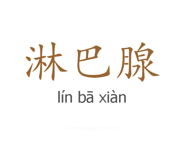 淋巴腺