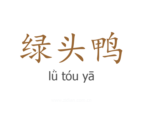 绿头鸭