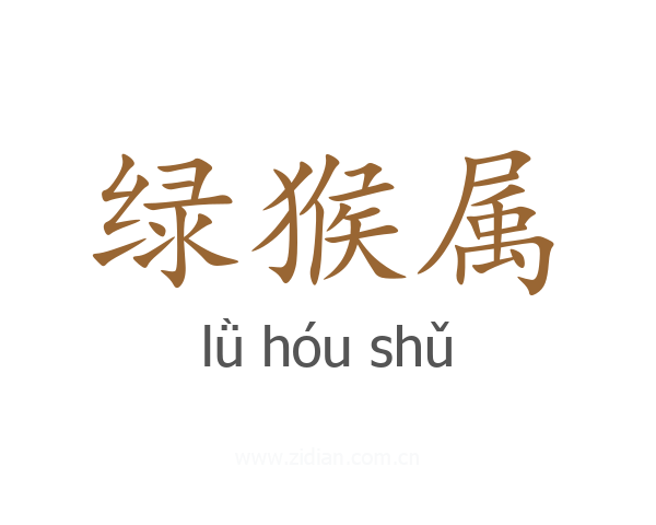 绿猴属