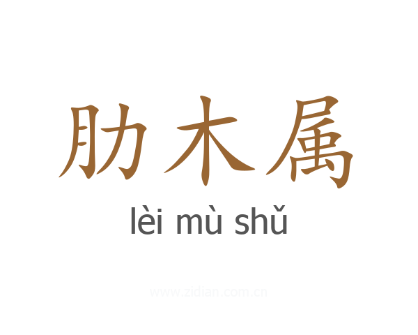 肋木属