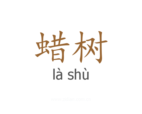 蜡树