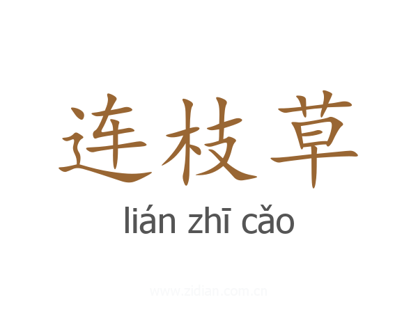 连枝草