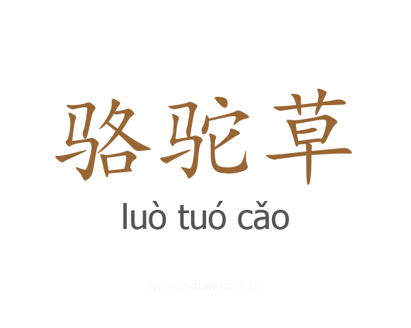骆驼草