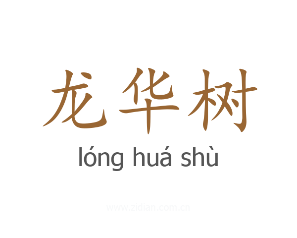 龙华树