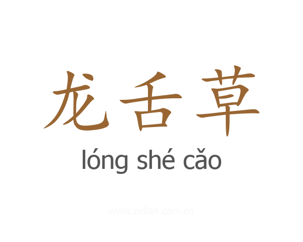 龙舌草