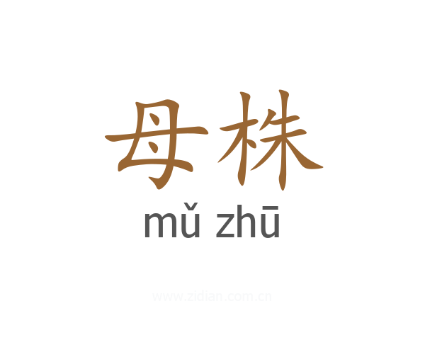 母株