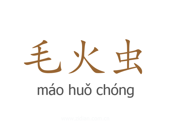 毛火虫