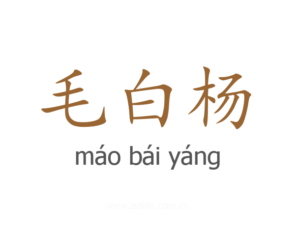毛白杨