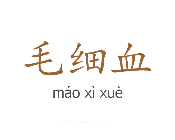 毛细血