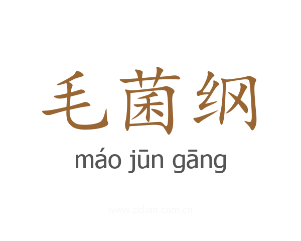 毛菌纲