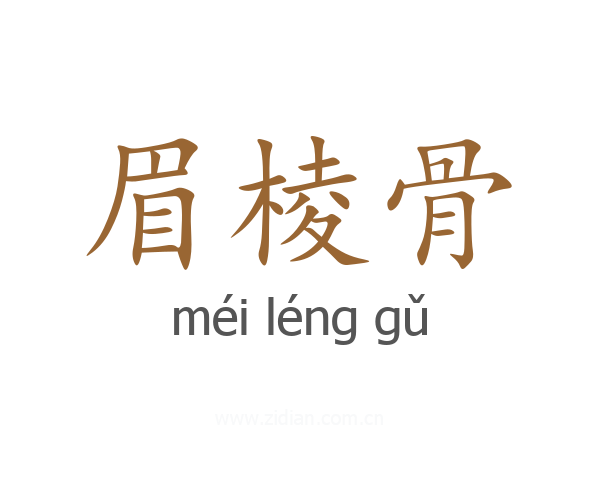 眉棱骨