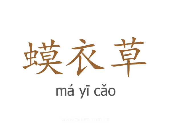 蟆衣草