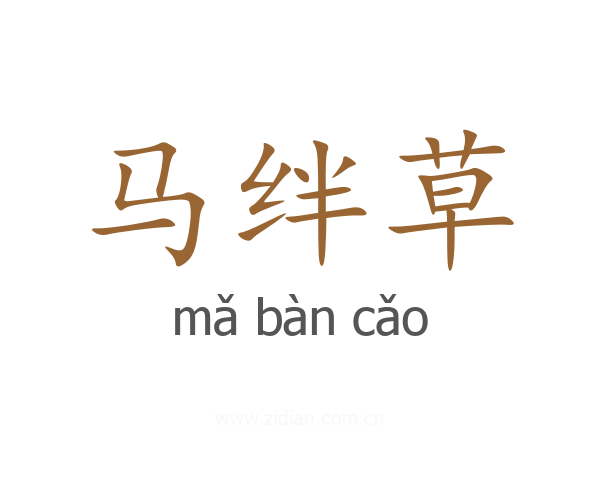 马绊草
