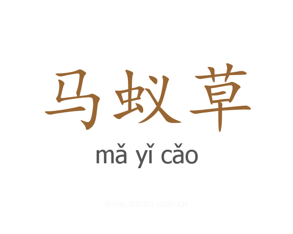 马蚁草