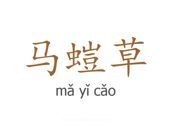 马螘草
