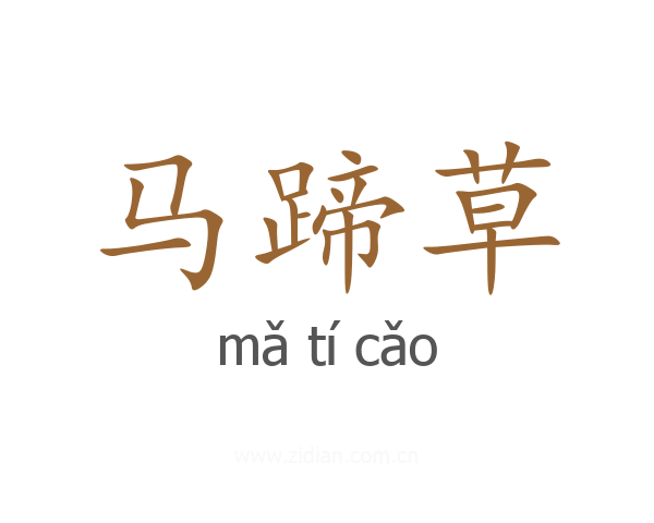 马蹄草