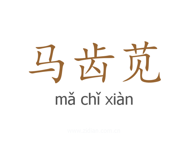 马齿苋