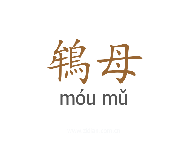 鴾母