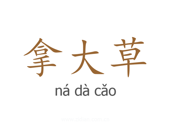 拿大草