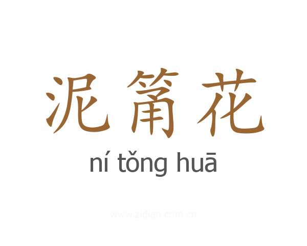 泥筩花