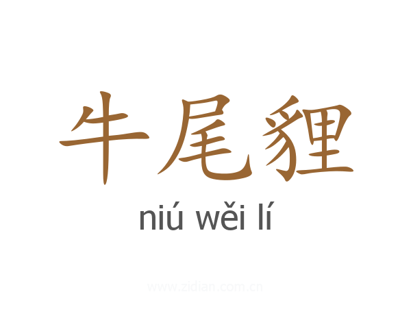 牛尾貍