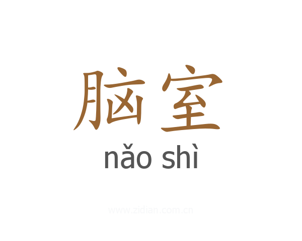 脑室