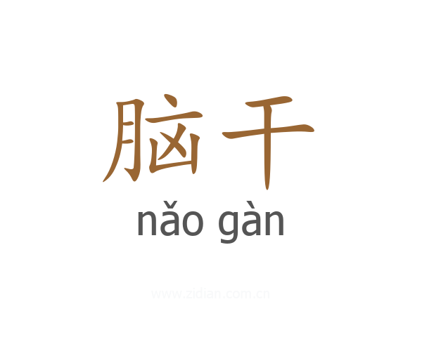 脑干