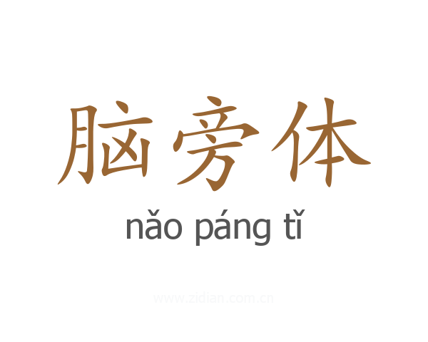 脑旁体