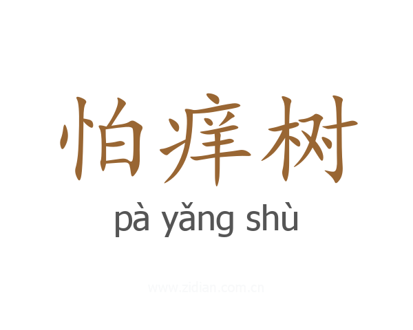 怕痒树