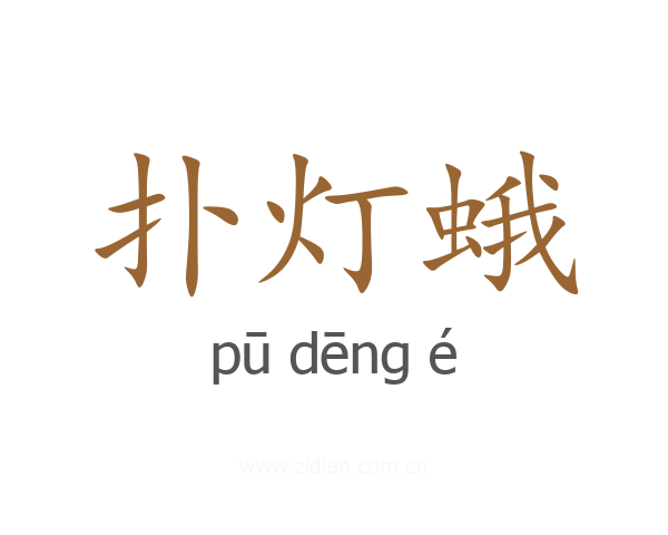 扑灯蛾