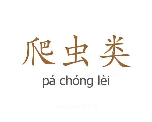 爬虫类