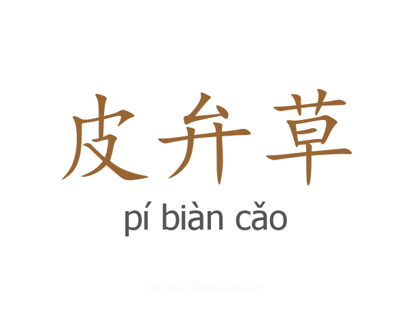 皮弁草