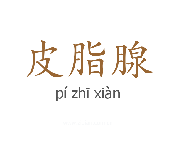 皮脂腺