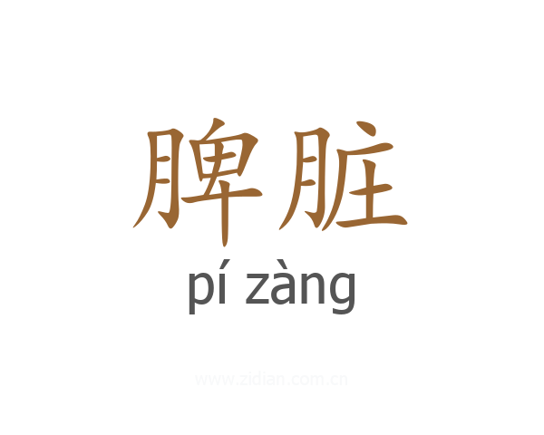 脾脏