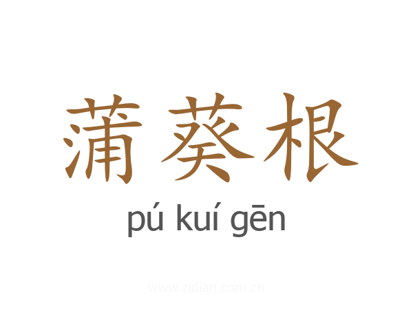 蒲葵根