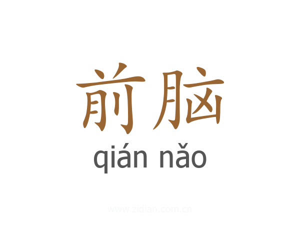 前脑