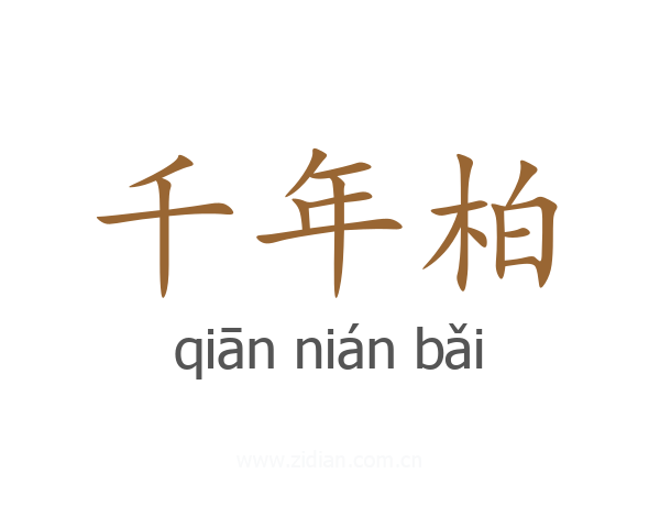 千年柏