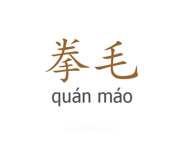 拳毛