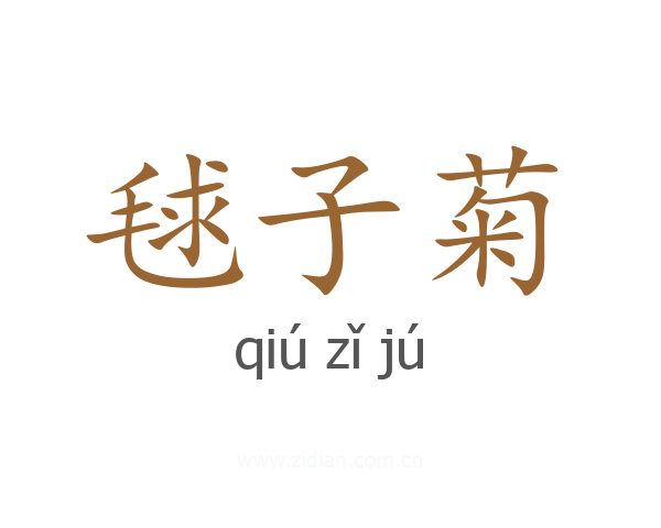 毬子菊