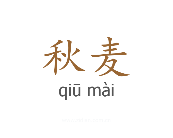 秋麦