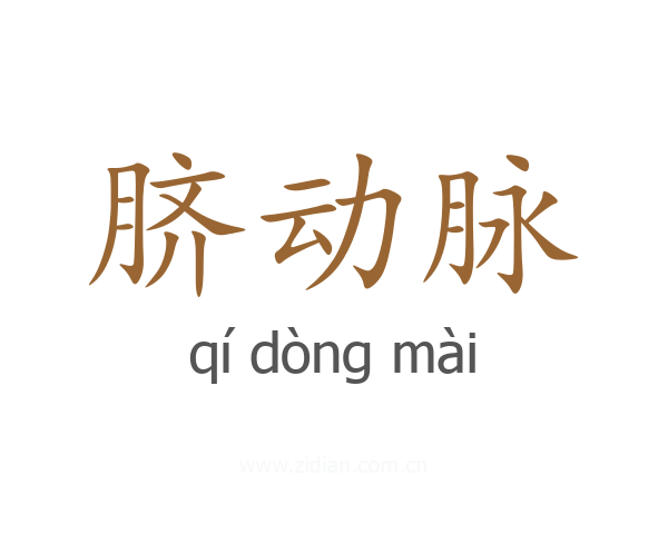 脐动脉