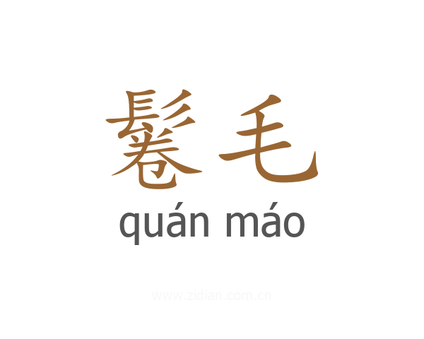 鬈毛
