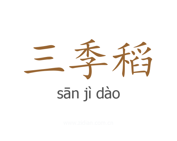 三季稻