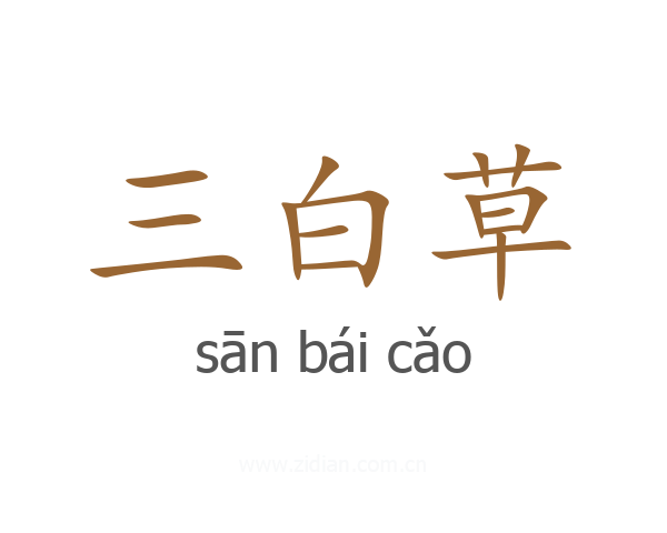 三白草