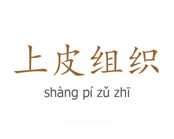 上皮组织