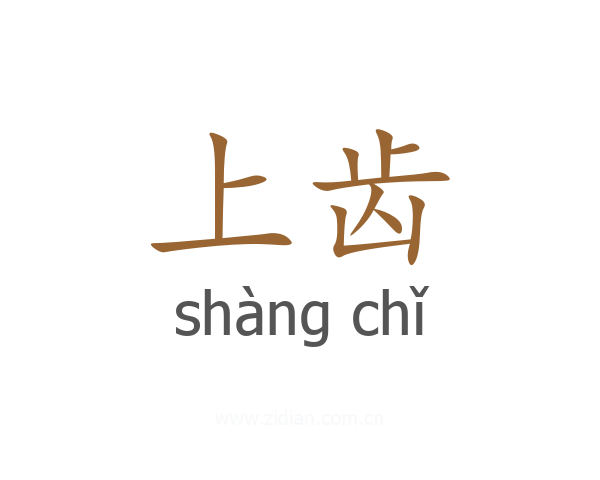上齿